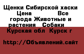 Щенки Сибирской хаски › Цена ­ 18 000 - Все города Животные и растения » Собаки   . Курская обл.,Курск г.